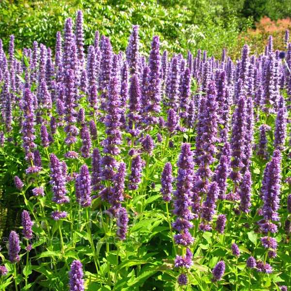 Big Photo of Agastache Bluefortune Fl