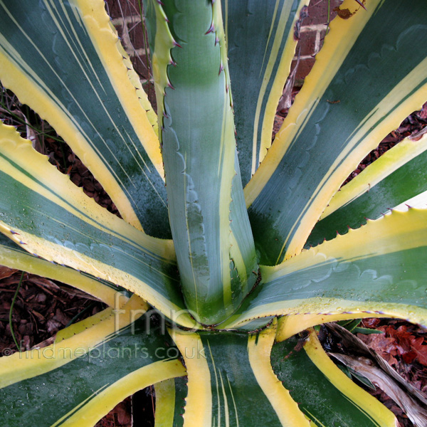 Big Photo of Agave Americana Variegata