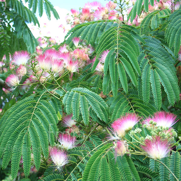 Big Photo of Albizia Rosea