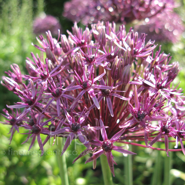 Big Photo of Allium Firmament Fl