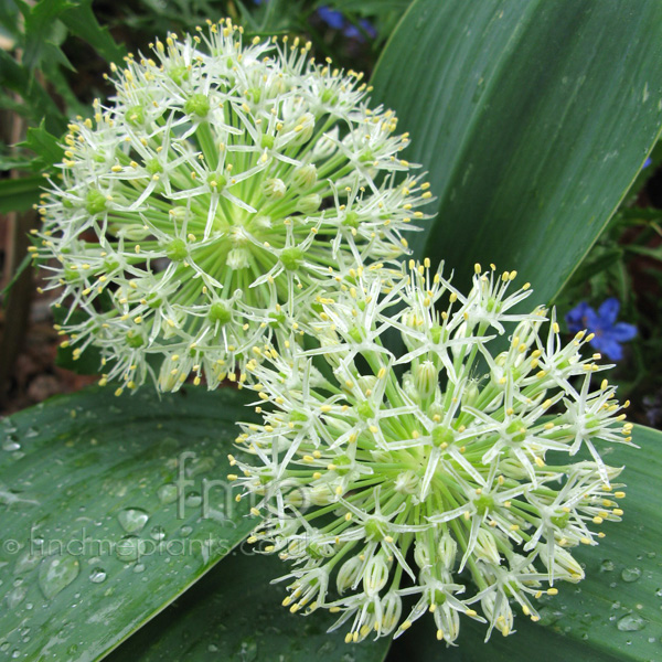Big Photo of Allium Ivoryqueen Fl