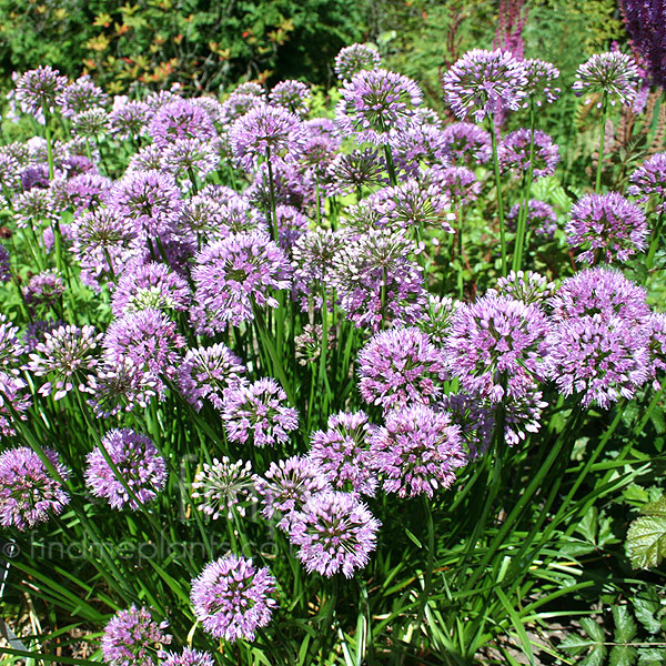 Big Photo of Allium Superbum