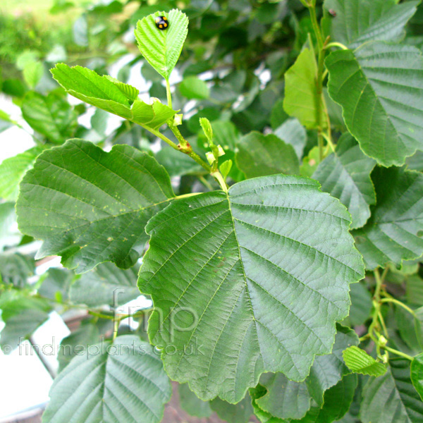 Big Photo of Alnus Lf