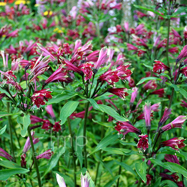 Big Photo of Alstroemeria Brasiliensis