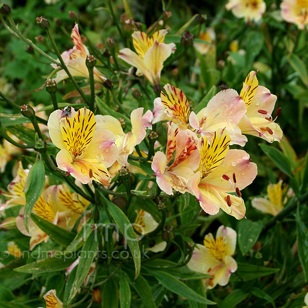 Big Photo of Alstroemeria Friendship