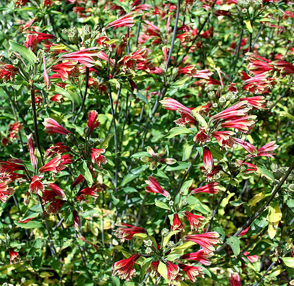Big Photo of Alstroemeria Psittacina