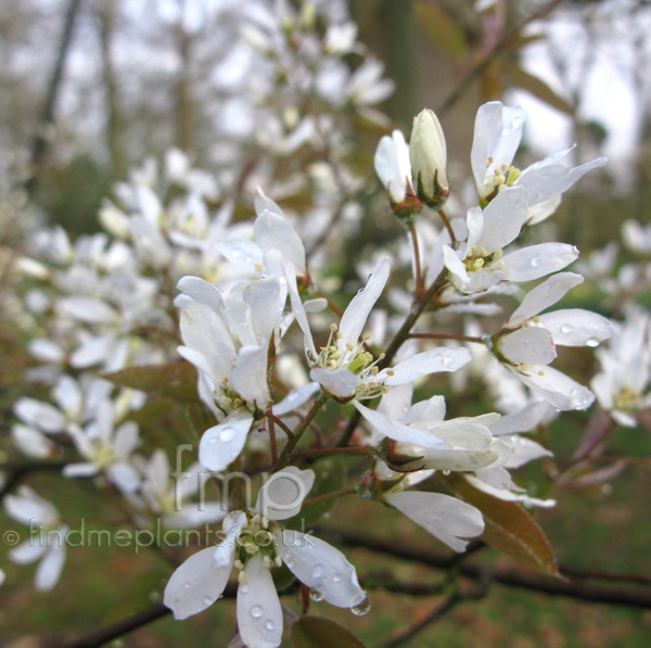 Big Photo of Amelanchier Asiatica Fl