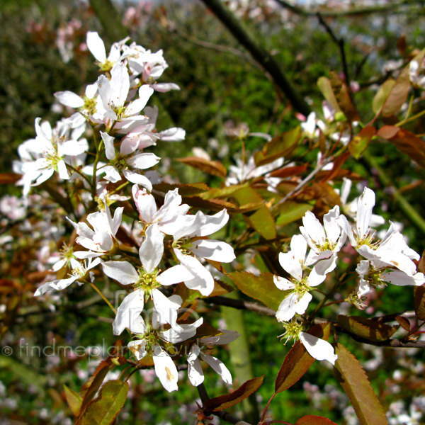 Big Photo of Amelanchier Grandiflora