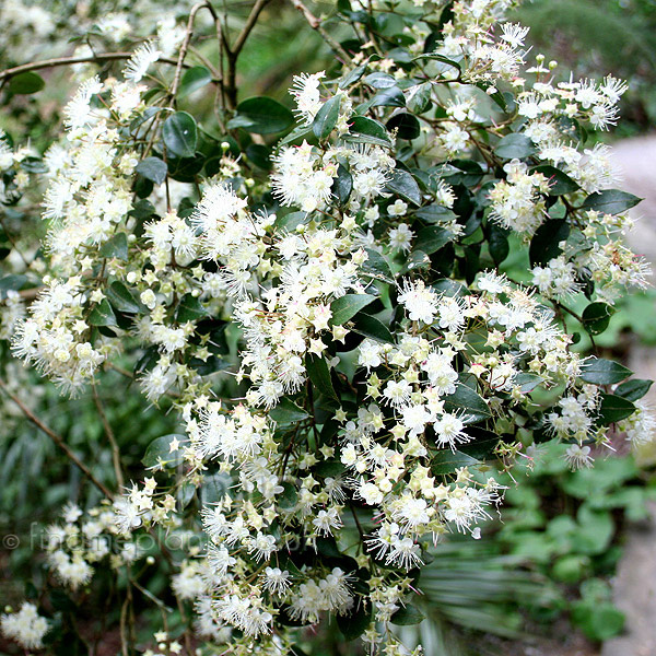 Big Photo of Amomyrtus Luma