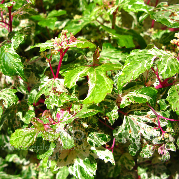 Big Photo of Ampelopsis Elegans Leaf