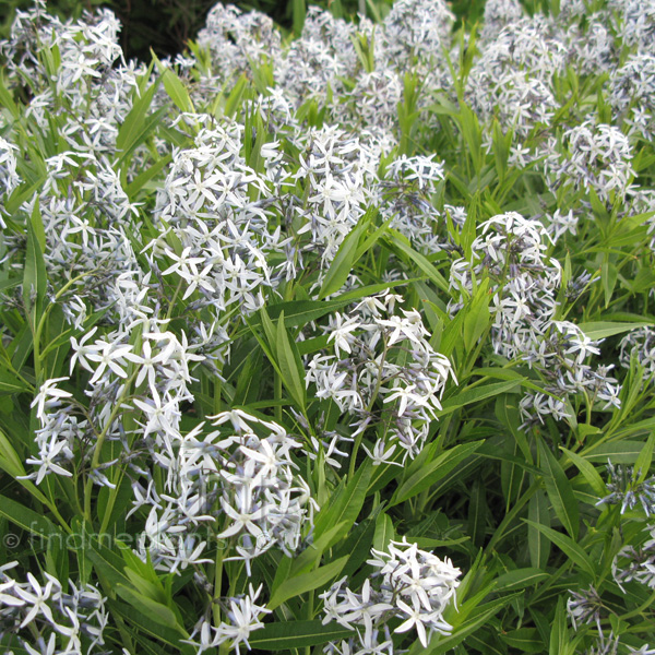 Big Photo of Amsonia Orientalis Fl