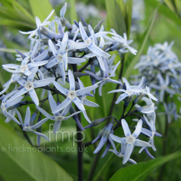 Big Photo of Amsonia Salicifolia Fl