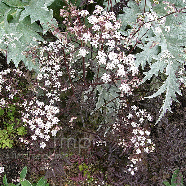 Big Photo of Anthriscus Ravenswing
