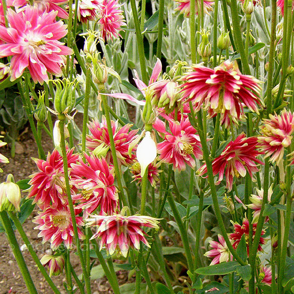 Big Photo of Aquilegia Norabarlow