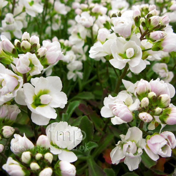 Big Photo of Arabis Alpina Florepleno