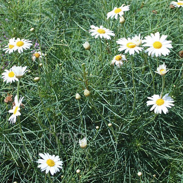 Big Photo of Argyranthemum Chelseagirl