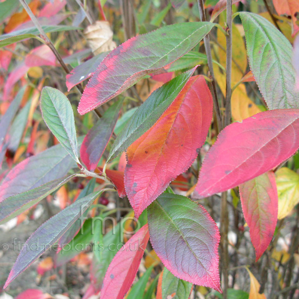 Big Photo of Aronia Erecta Lf