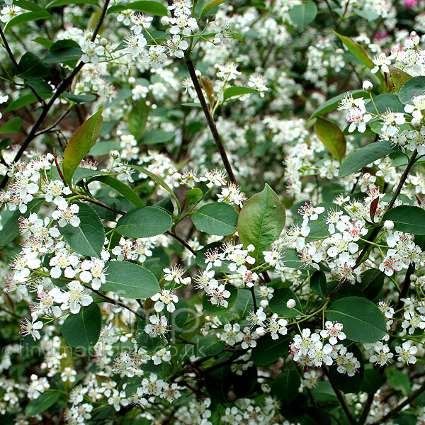 Big Photo of Aronia Melanocarpa Elata