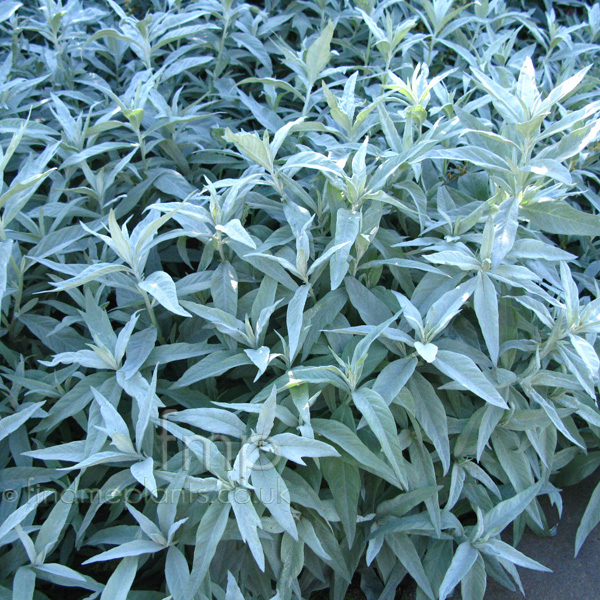 Big Photo of Artemisia Ludoviciana Valeriefinnis