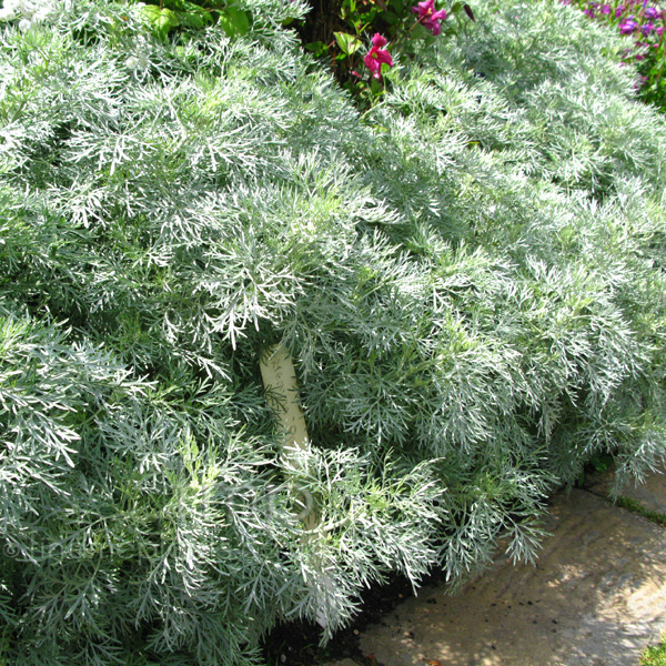 Big Photo of Artemisia Powiscastle