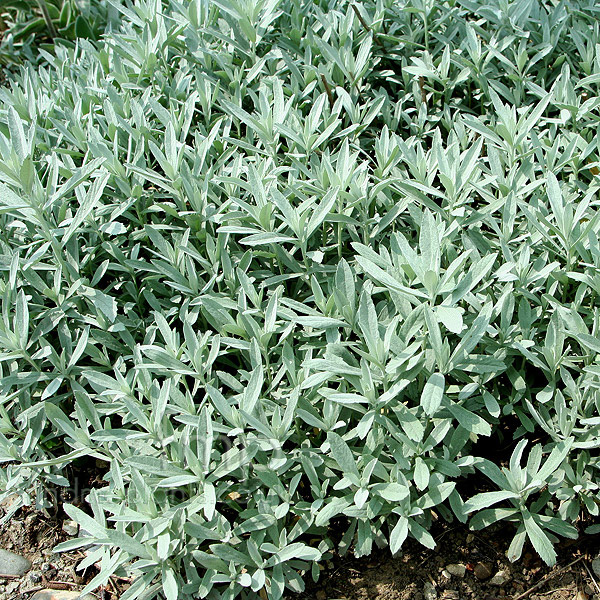 Big Photo of Artemisia Silver Queen