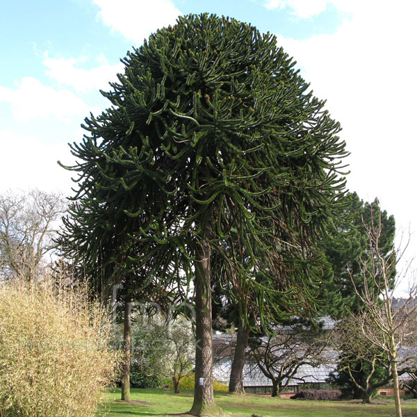 Big Photo of Arucaria Aruncana
