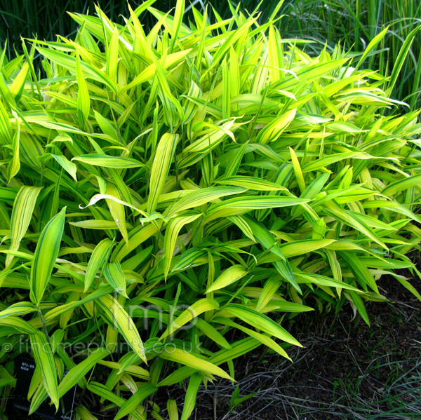 Big Photo of Arundinaria Viridi Striata