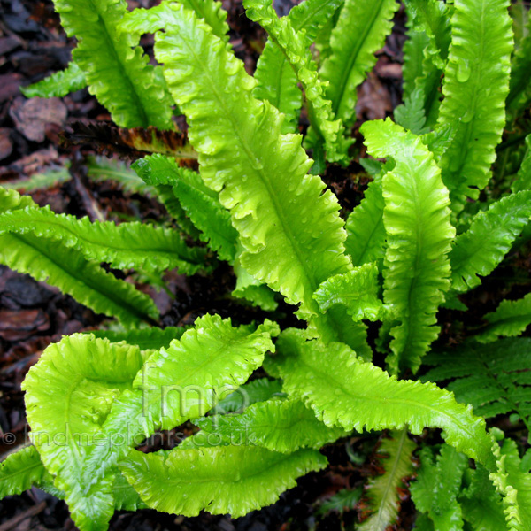 Big Photo of Asplenium Scolopendrium Marginatum