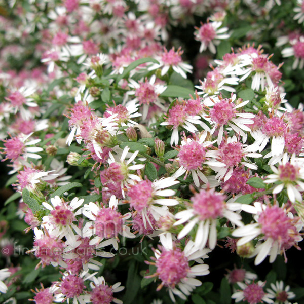 Big Photo of Aster Lateriflorus Horizontalis Fl