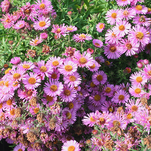 Big Photo of Aster Roterstern