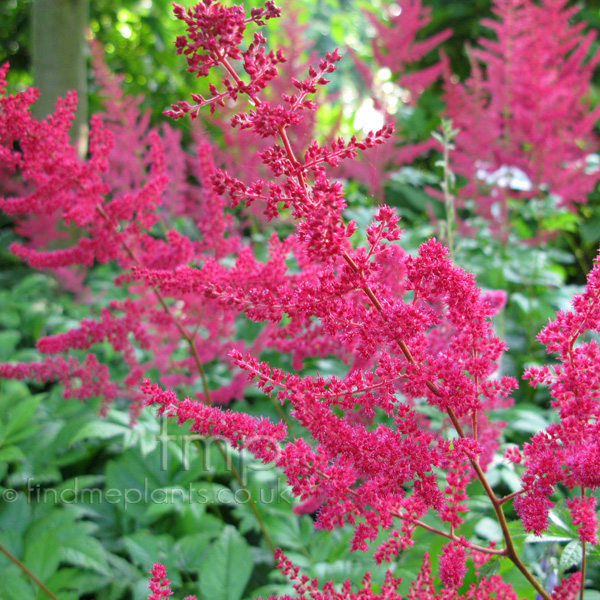 Big Photo of Astilbe Arendsii Glut Fl