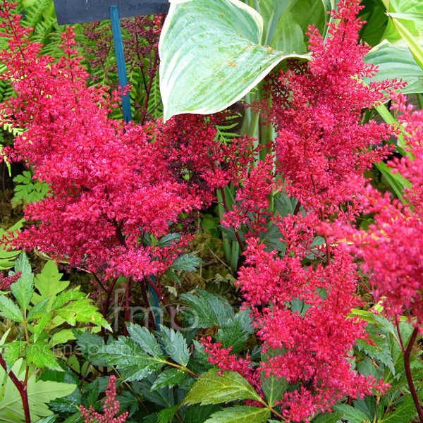 Big Photo of Astilbe Redsentinal