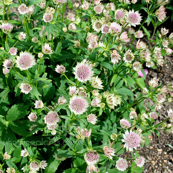 Big Photo of Astrantia Buckland