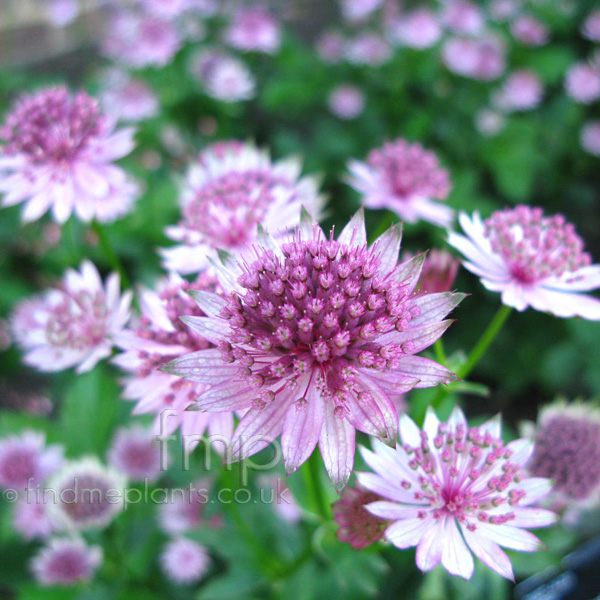 Big Photo of Astrantia Major Roma