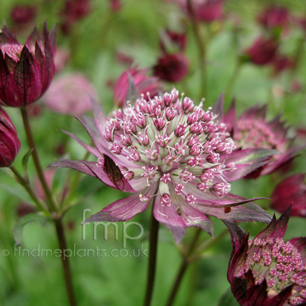 Big Photo of Astrantia Majorclaret Fl