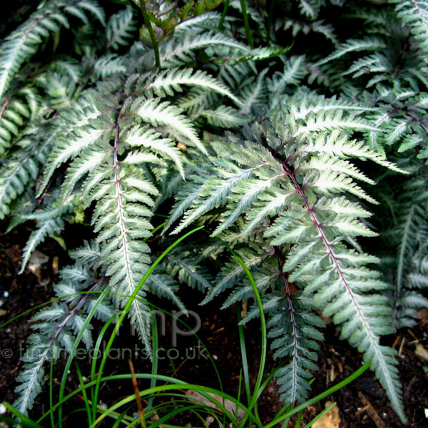 Big Photo of Athyrium Pictum Lf