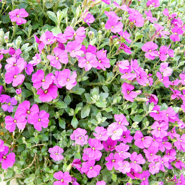 Big Photo of Aubretia