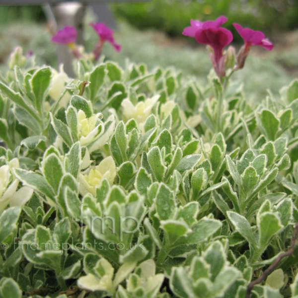Big Photo of Aubretia Swanred Lf