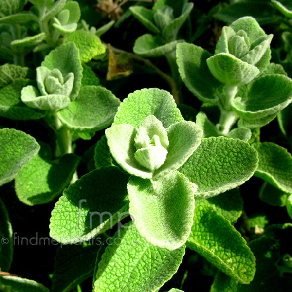 Big Photo of Ballota Pseudodictamnus Lf