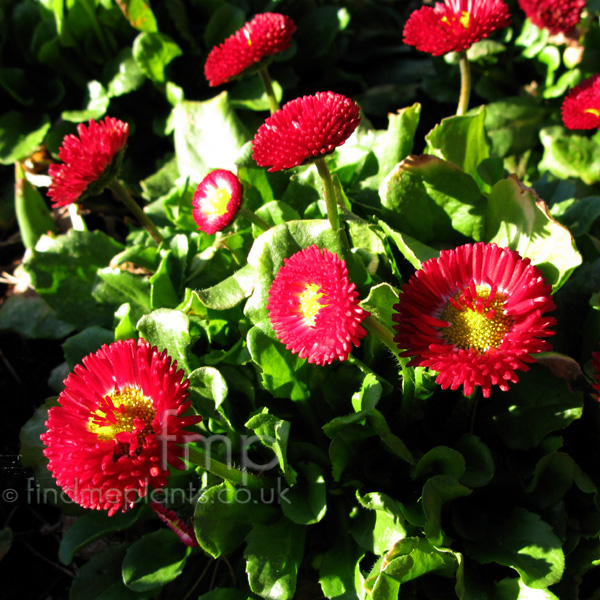 Big Photo of Bellis Perennis Bellissima Red