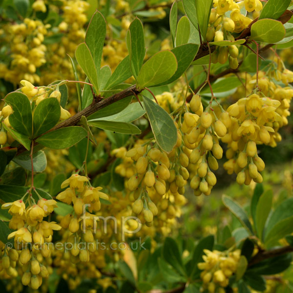 Big Photo of Berberis Aristata Fl