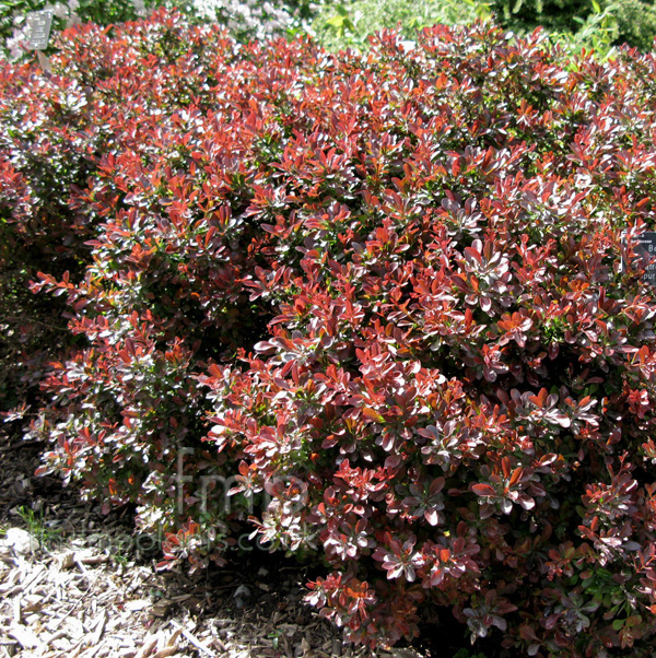 Big Photo of Berberis Atro Nana