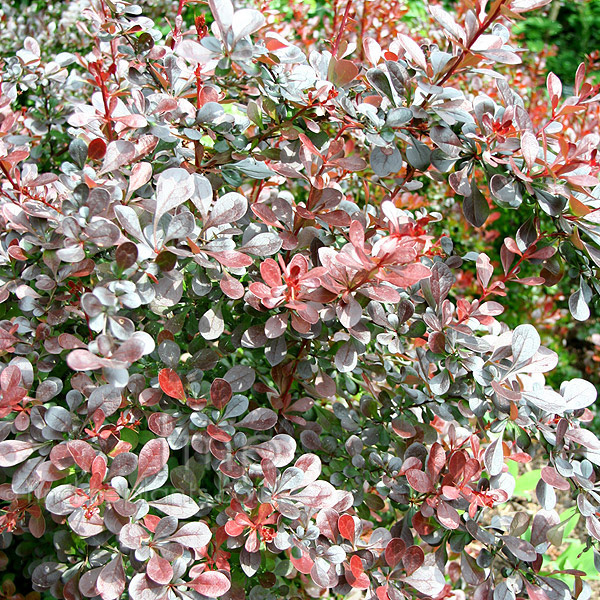 Big Photo of Berberis Atropurpurea