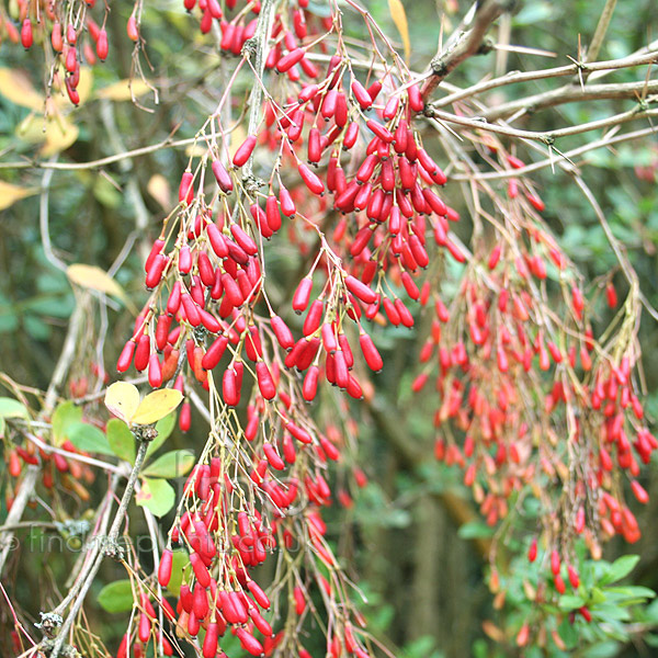 Big Photo of Berberis Auramea