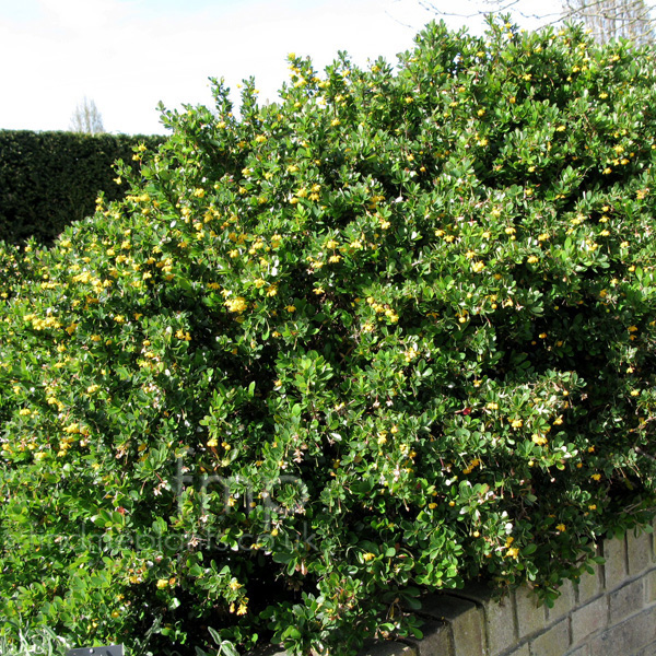 Big Photo of Berberis Buxifolia Nana