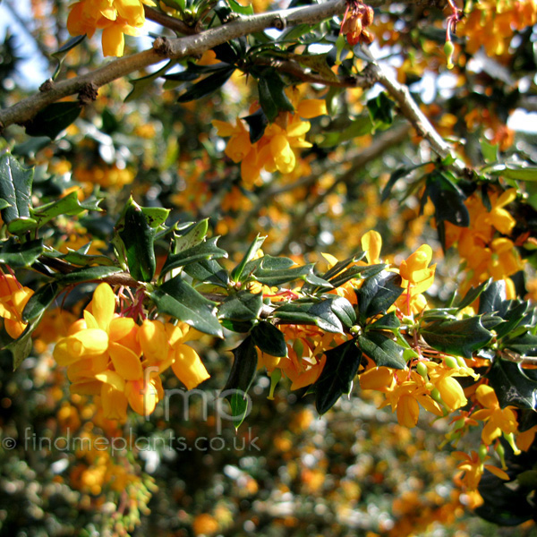 Big Photo of Berberis Lologensis Apricotqueen