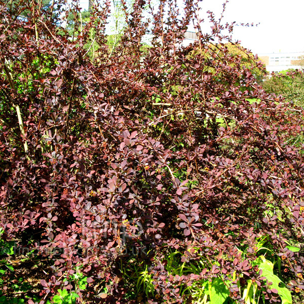 Big Photo of Berberis Ottawensis Superba
