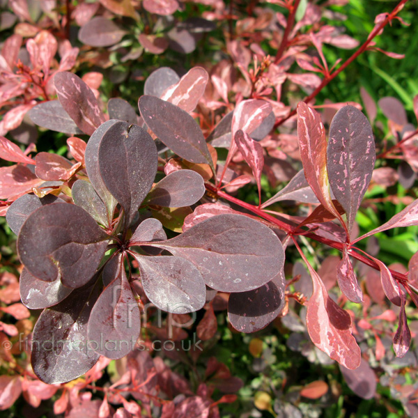 Big Photo of Berberis Roseglow Lf