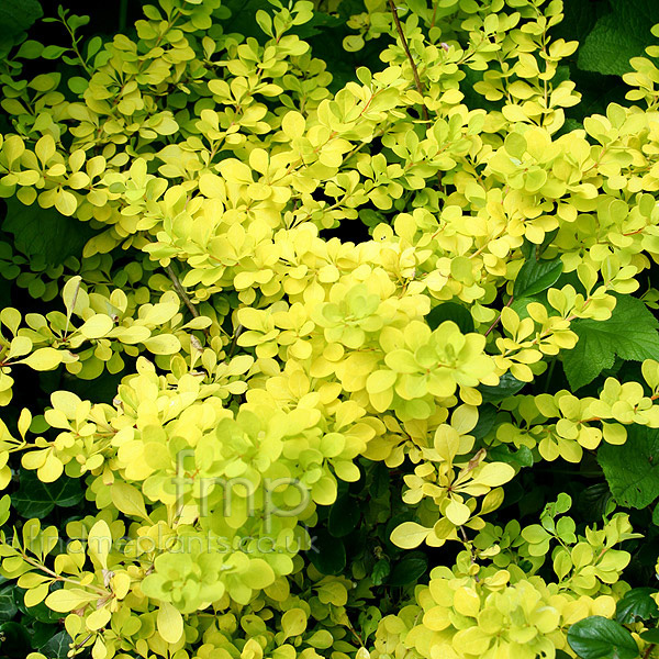 Big Photo of Berberis Thunbergii Aurea