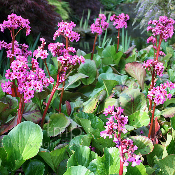 Big Photo of Bergenia Sunningdale